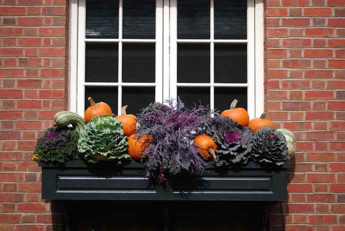 Window Boxes: The Face of Your Home