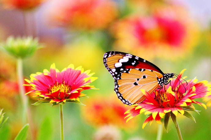 How to Create a Pollinator-Friendly Garden