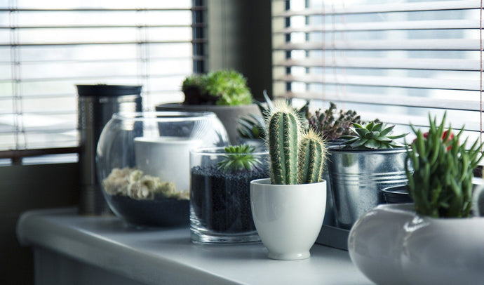 What to Know Before Bringing Your Plants Inside!