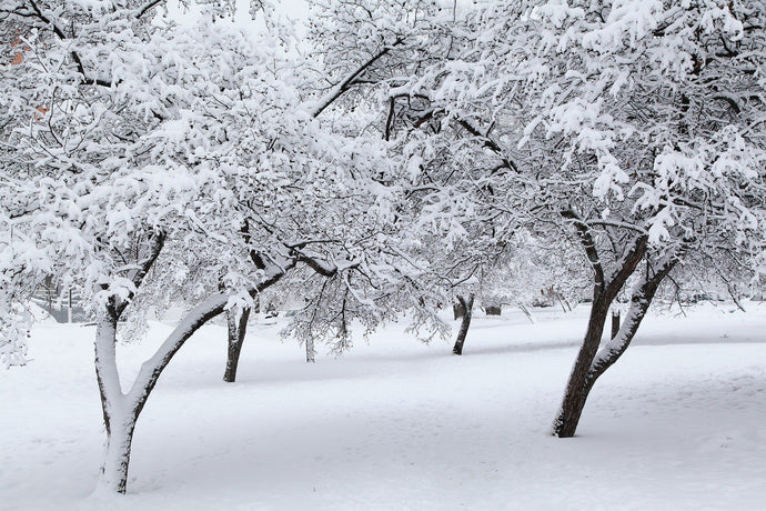 A Regional Guide to Winter Garden Survival!